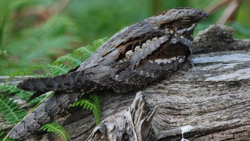Nightjar sitting on a log
